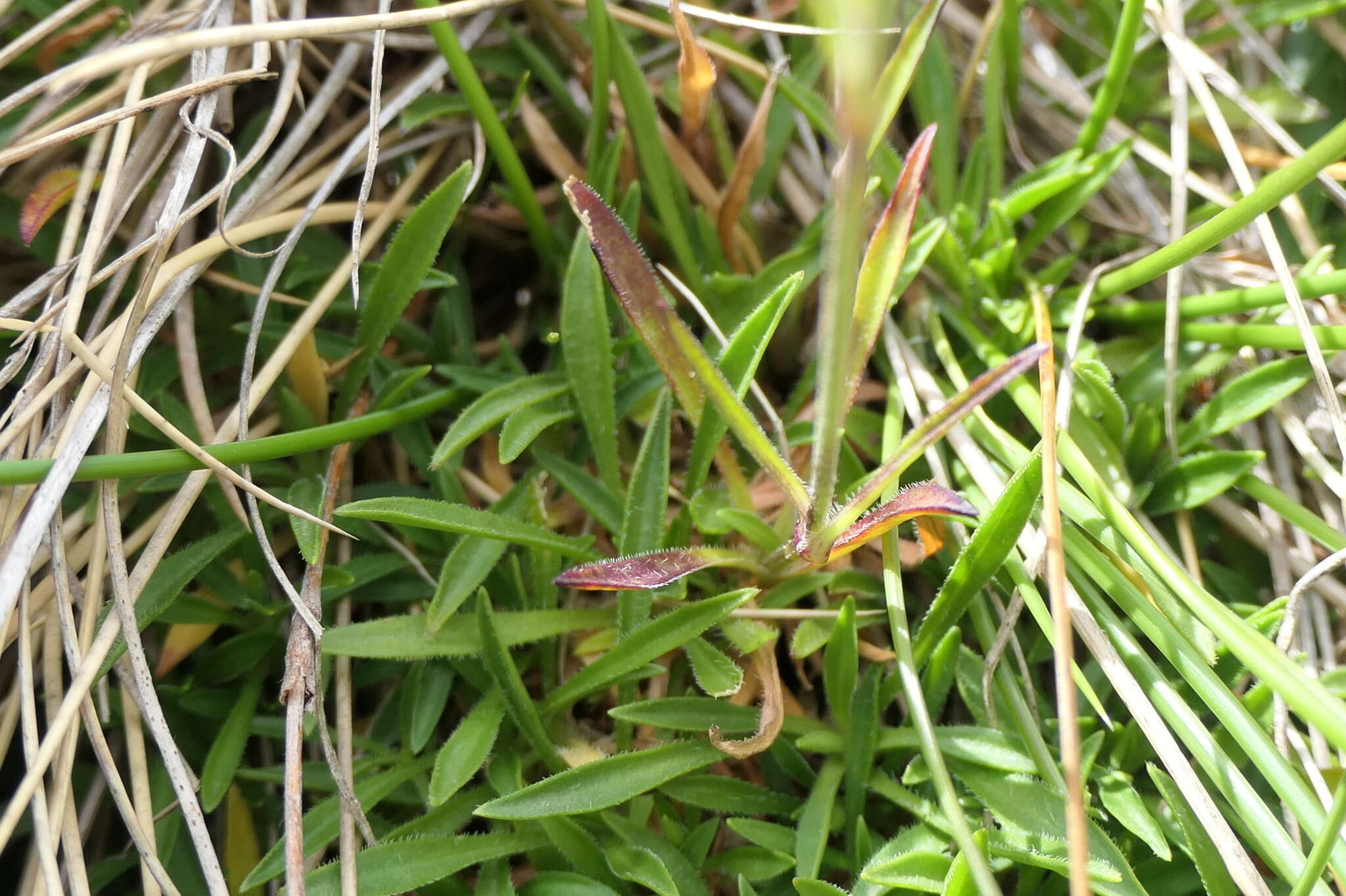 Imagem de Silene ciliata Pourret