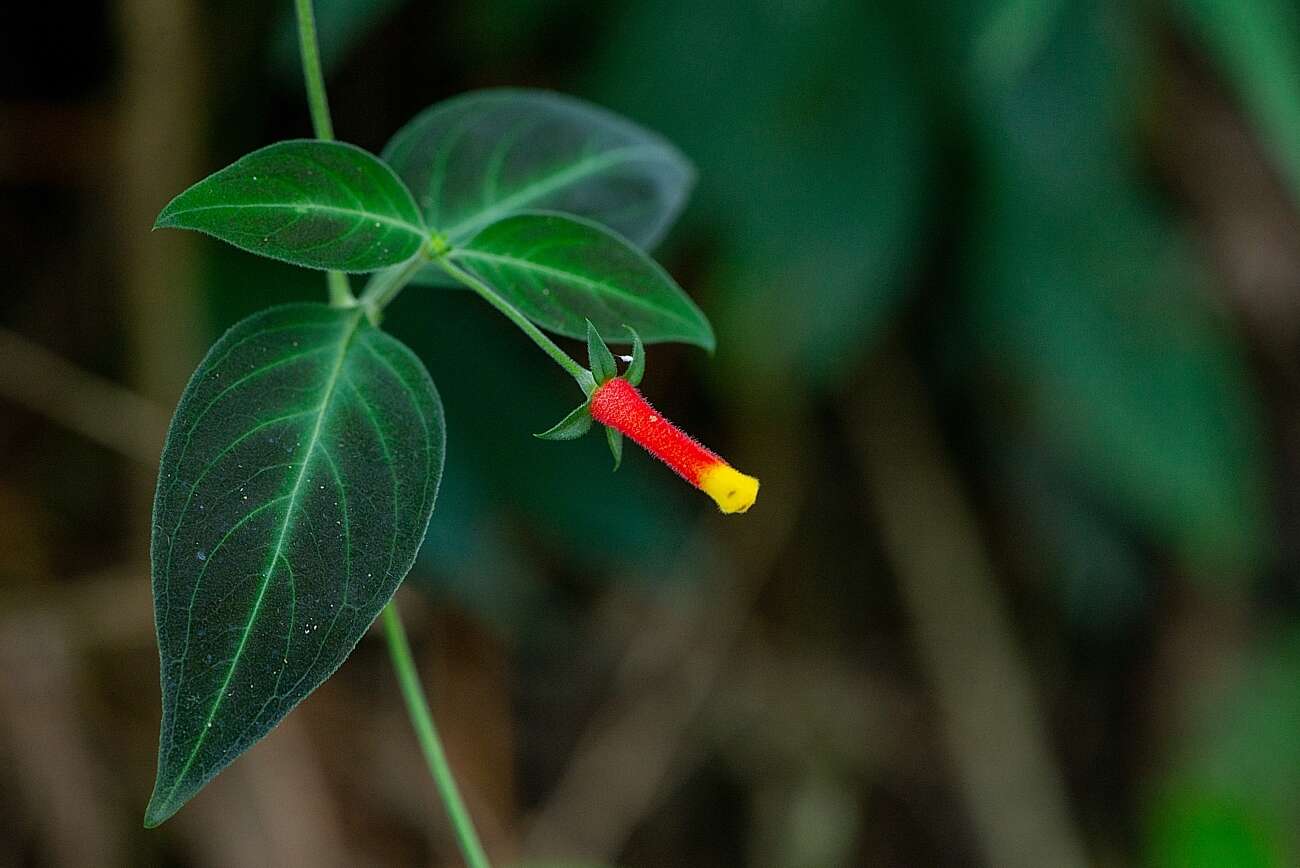 Image of Candy Corn Plant