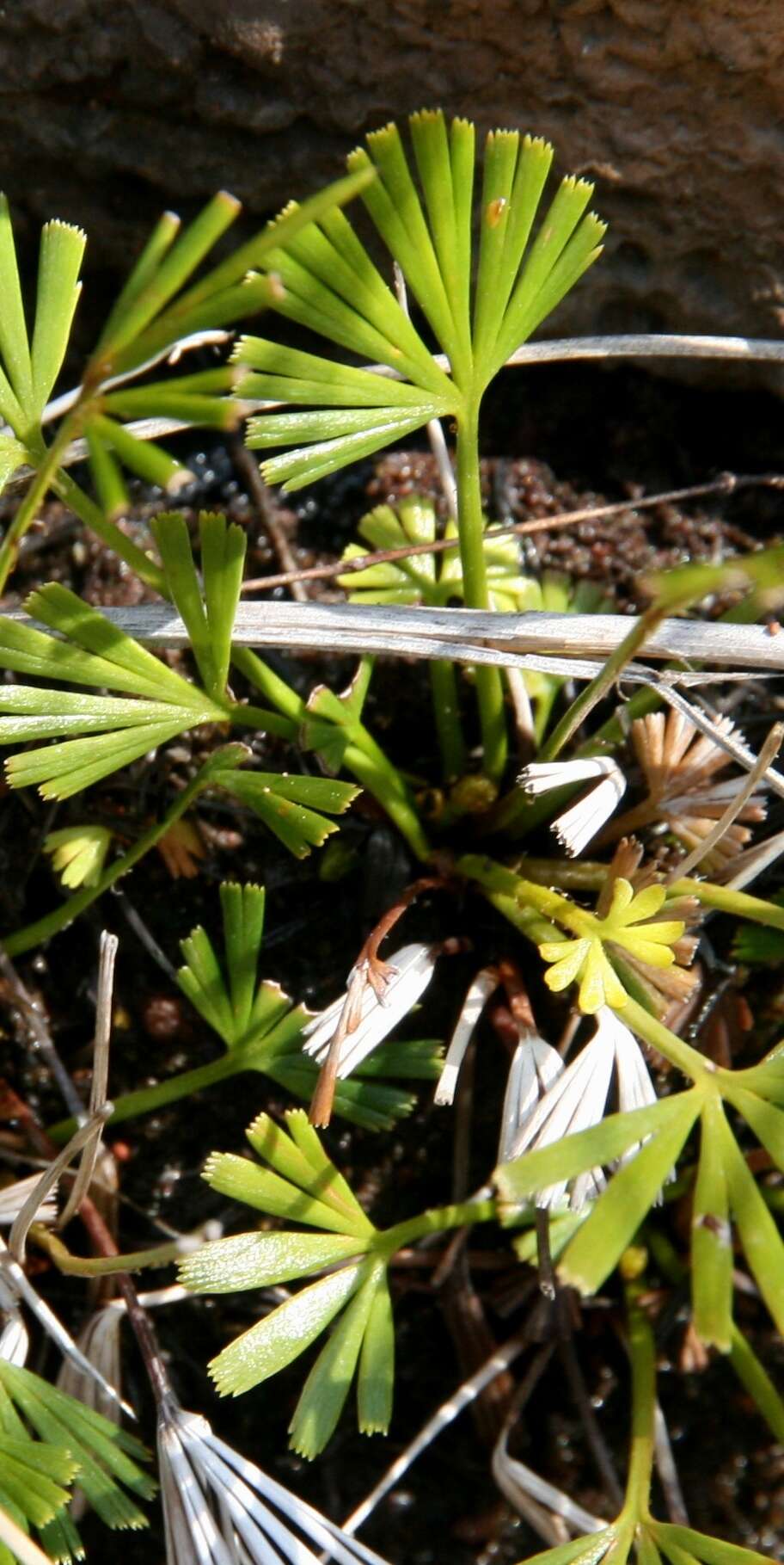 Image of Actiniopteris dimorpha subsp. dimorpha