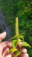 Image of Acalypha membranacea A. Rich.