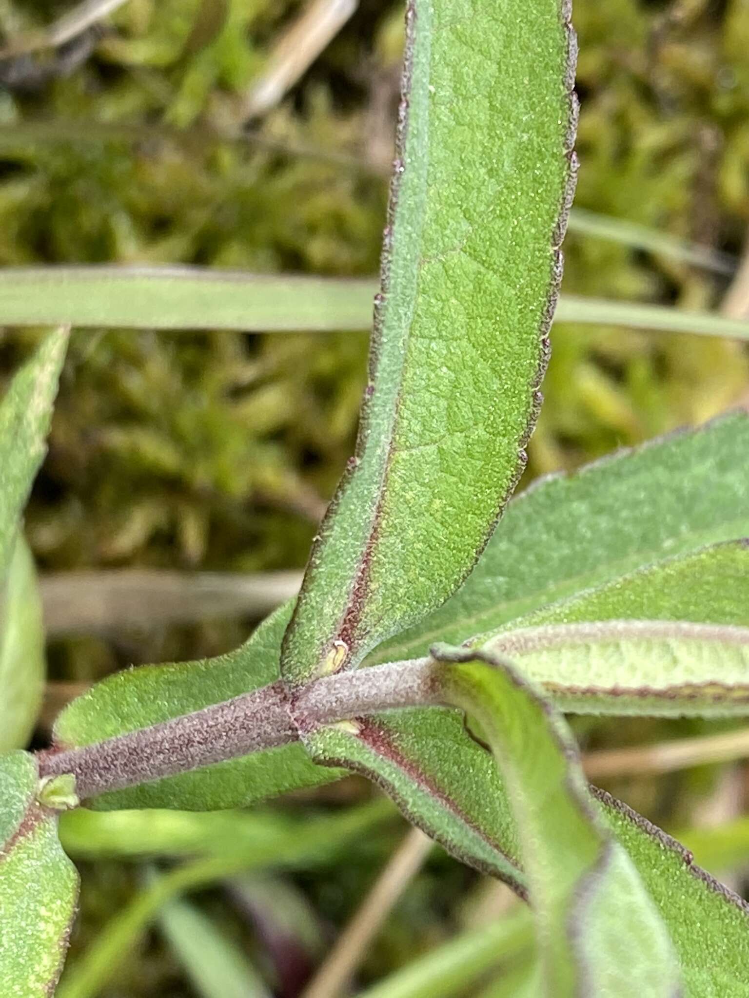 Sivun Eupatorium resinosum Torrey ex DC. kuva