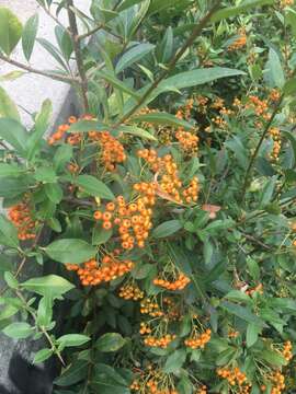 Image de Pyracantha coccinea M. J. Roemer