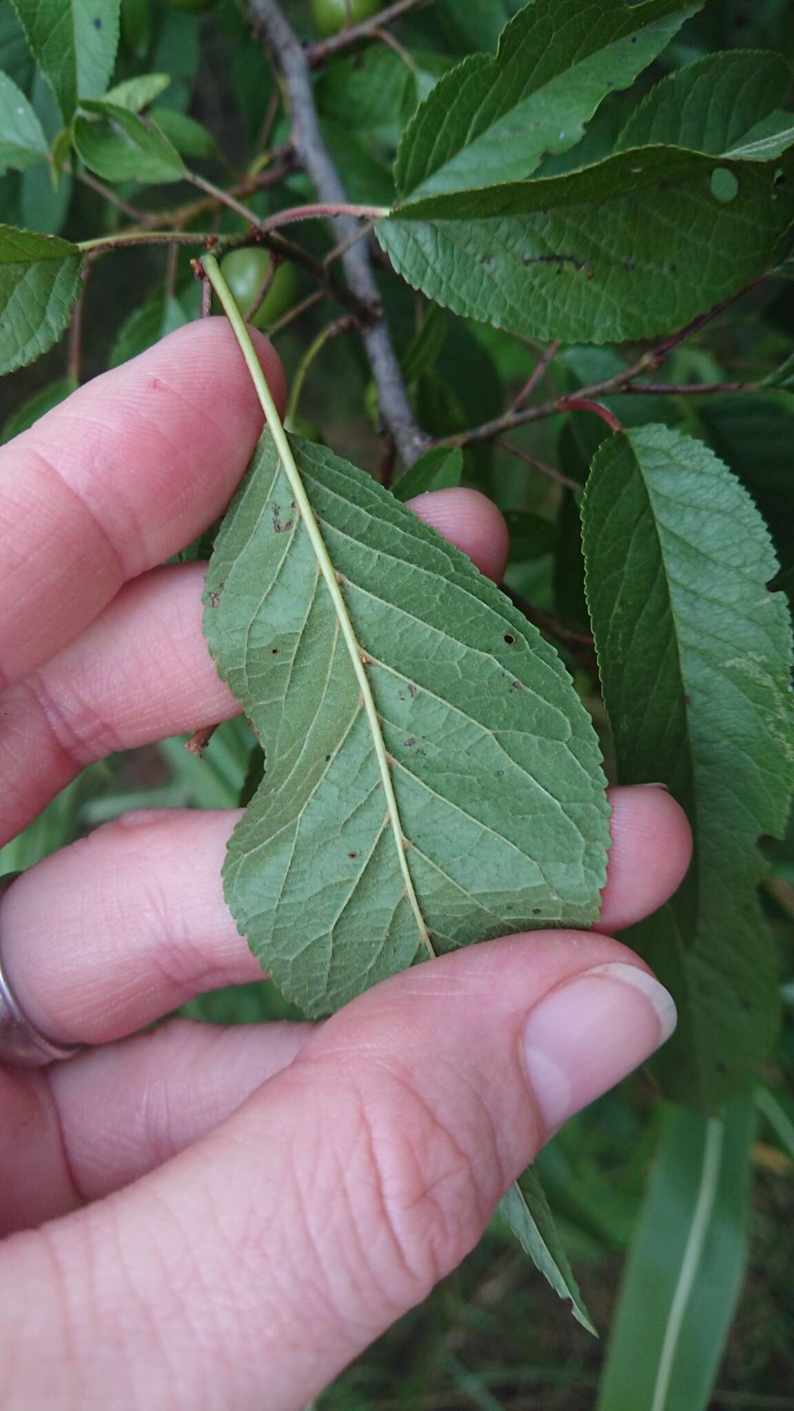 Plancia ëd Prunus munsoniana W. F. Wight & Hedrick