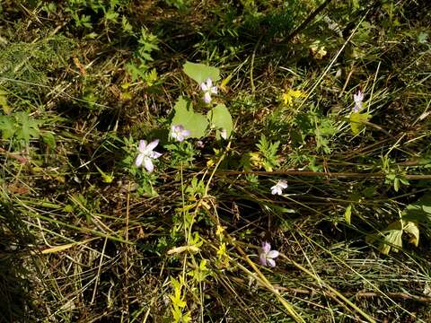 Image of Geranium collinum Stephan ex Willd.