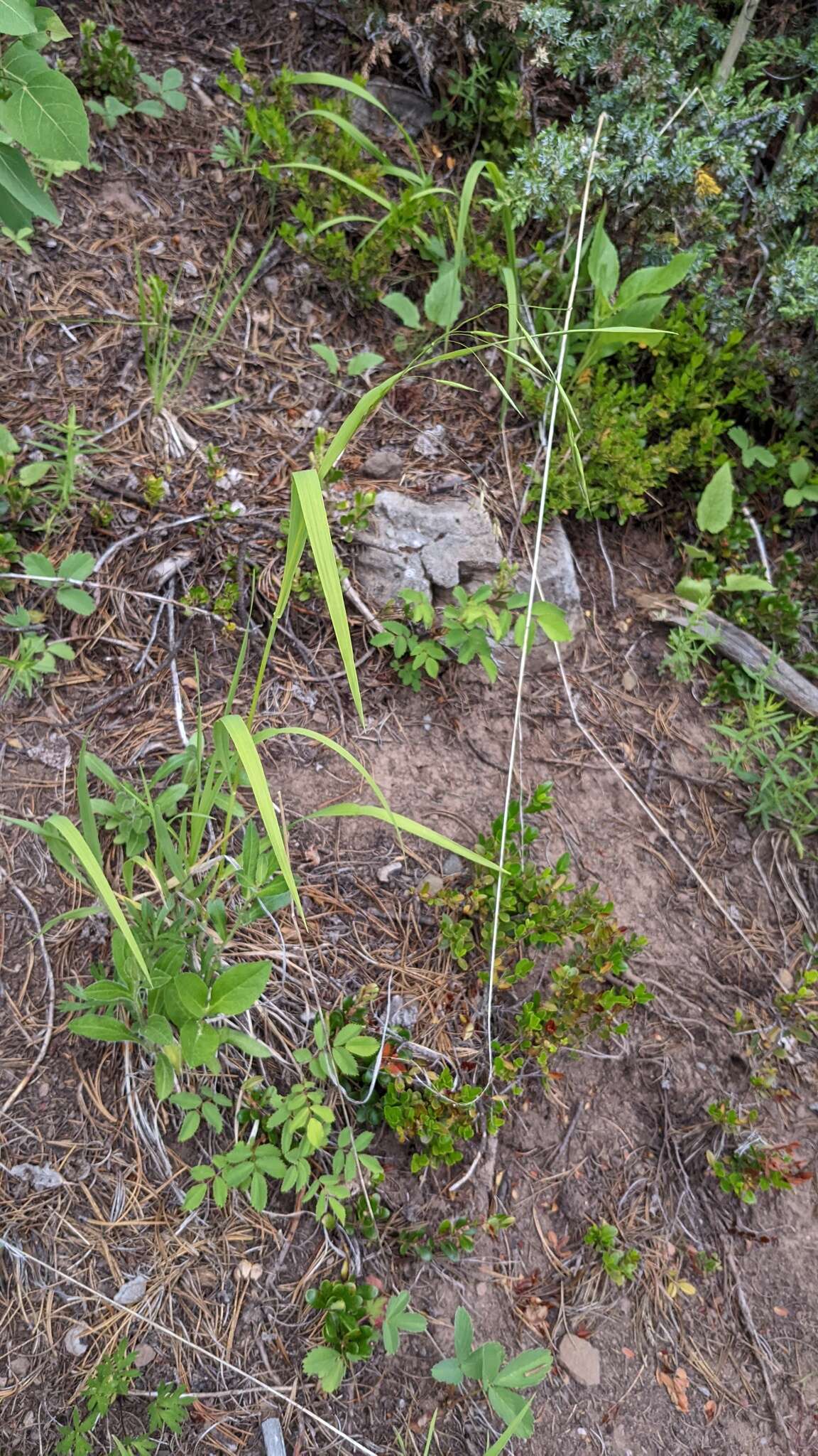 Plancia ëd Bromus porteri (Coult.) Nash