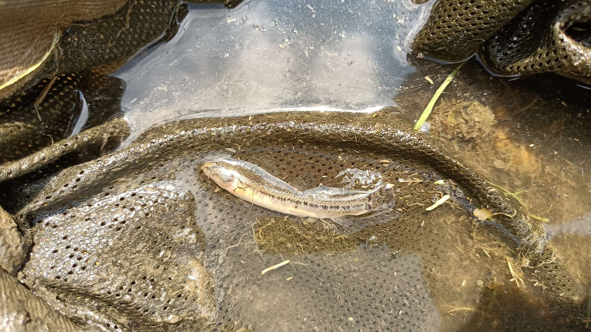 Image of Italian Loach