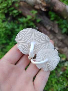 Image of Oudemansiella cubensis (Berk. & M. A. Curtis) R. H. Petersen 2010