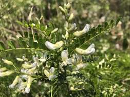 Image of Sophora davidii (Franch.) Pavol.