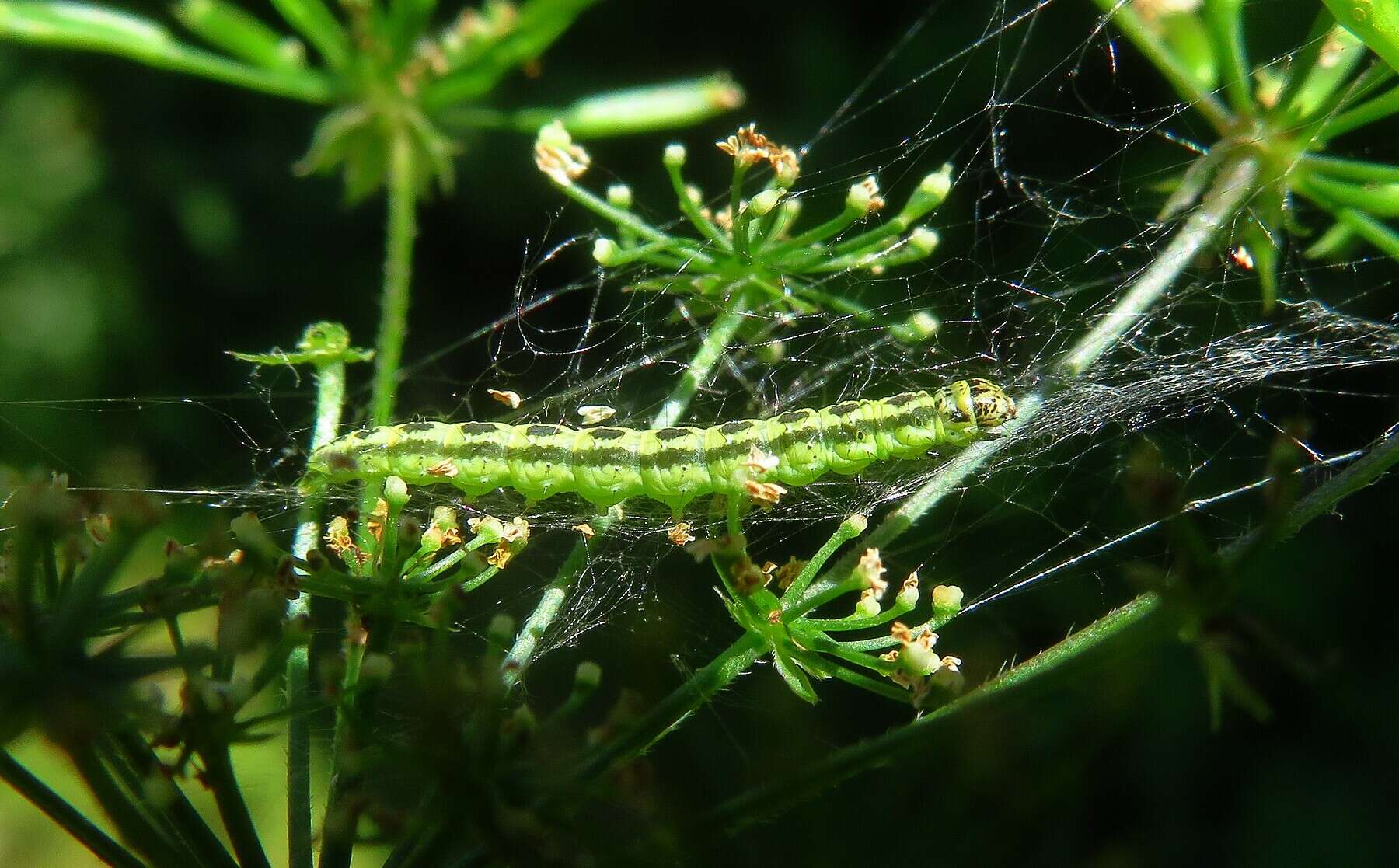 Image of Depressaria chaerophylli Zeller 1839