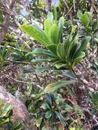 Image of Koolau Range Cheesewood