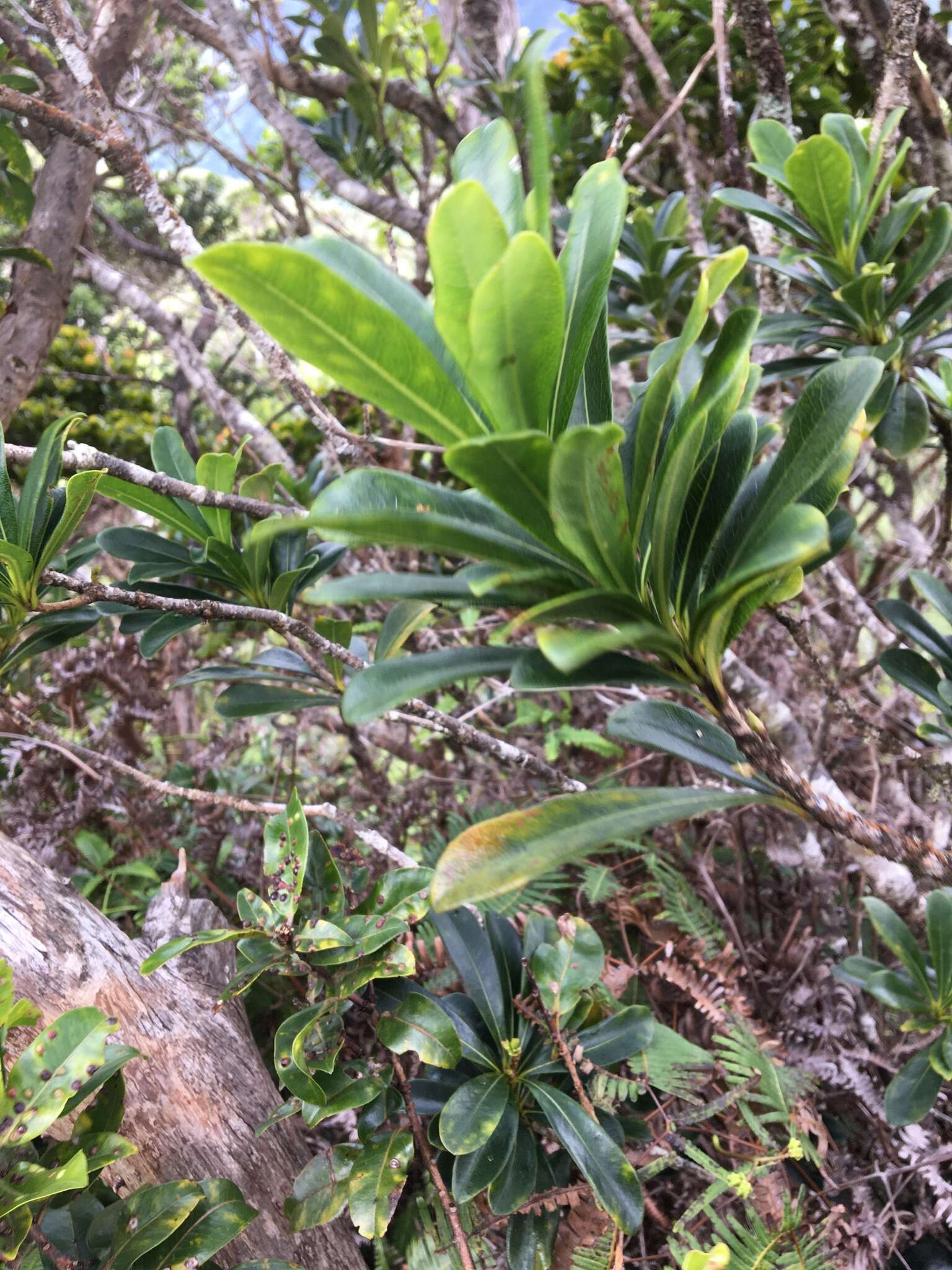 Image of Koolau Range Cheesewood