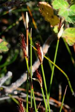 Hypodiscus aristatus (Thunb.) C. Krauss的圖片