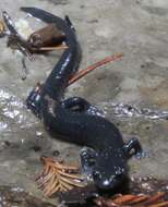 Image of Santa Cruz Black Salamander