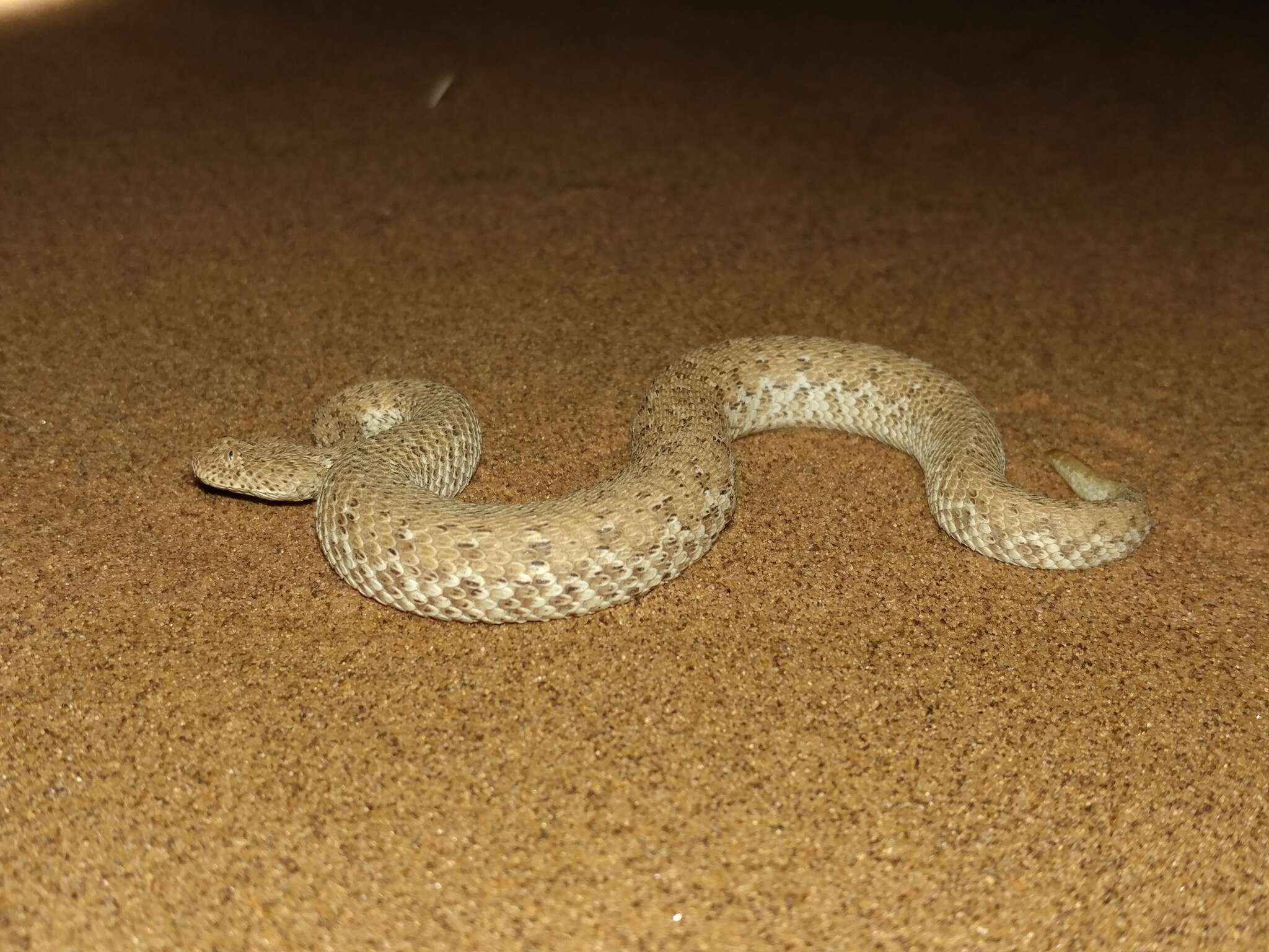 Image of Dwarf Puff Adder