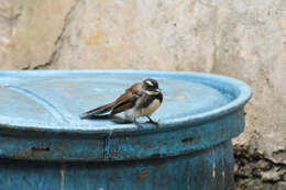 Image of Philippine Pied Fantail