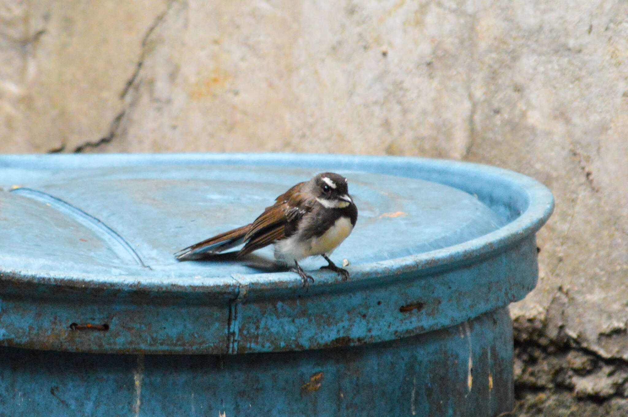 Image of Philippine Pied Fantail