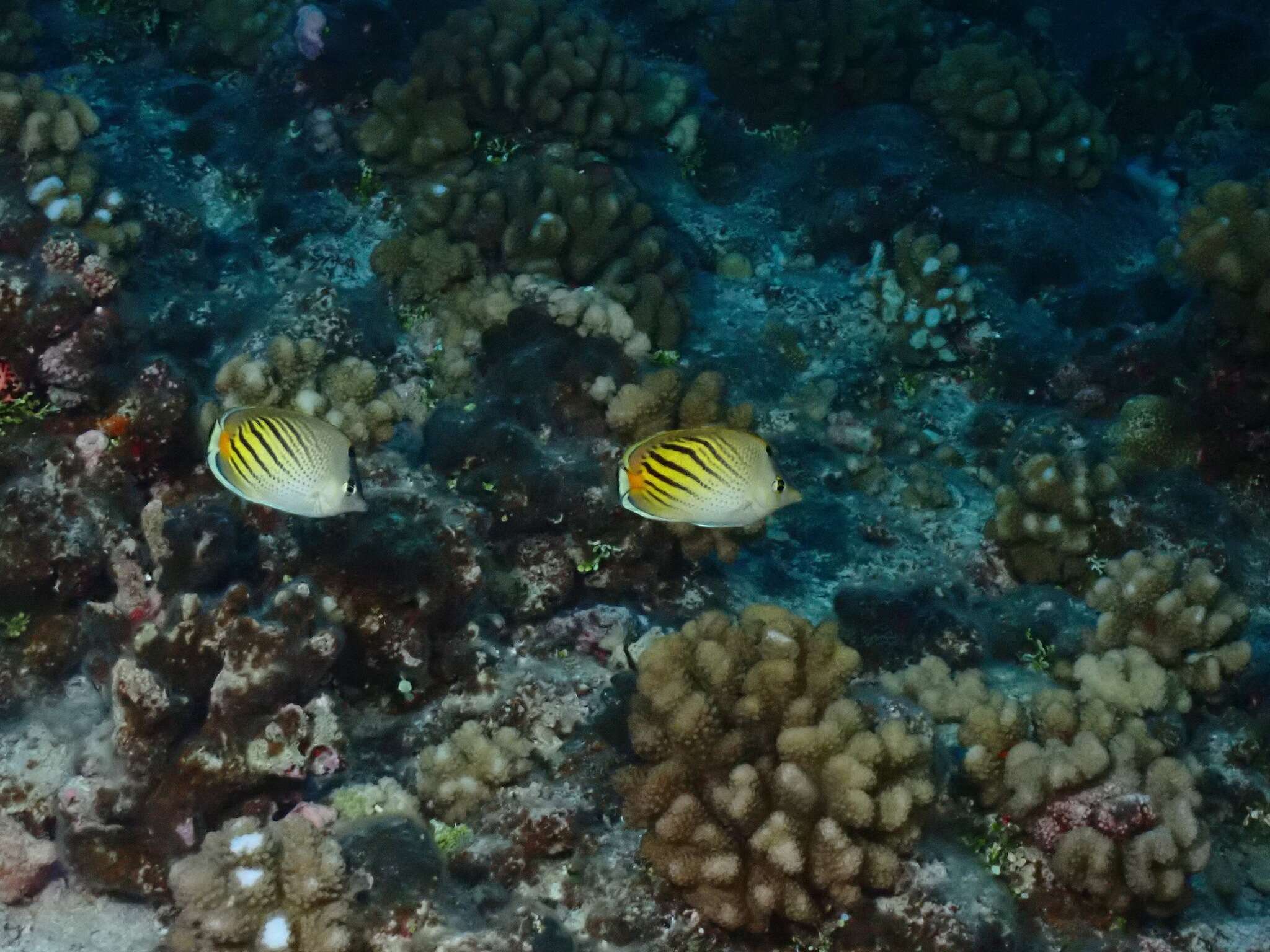 Image of Dot and dash Butterflyfish