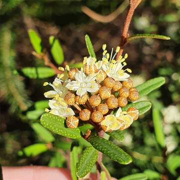 Image of Phebalium squamulosum subsp. squamulosum