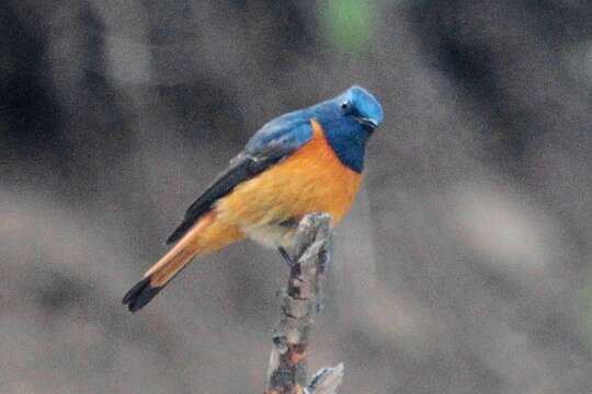 Image of Blue-fronted Redstart