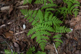 Image of Pacific oak-fern