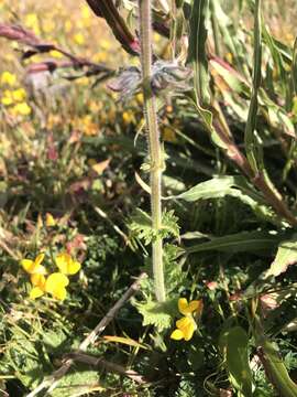 Image of verbena sage