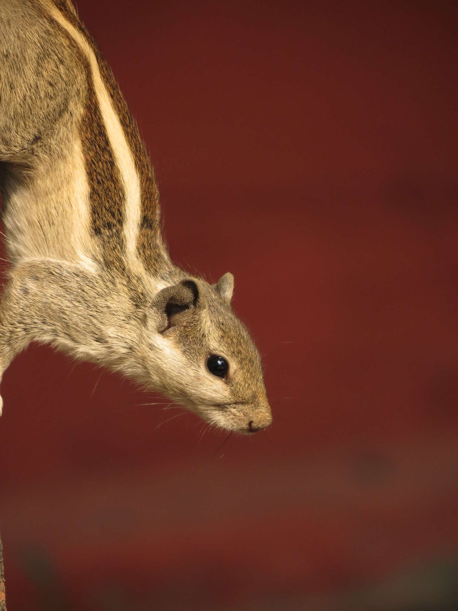 Sivun Funambulus subgen. Prasadsciurus Moore & Tate 1965 kuva