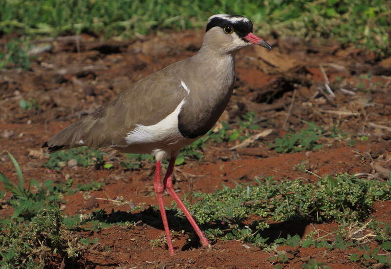 صورة Vanellus coronatus (Boddaert 1783)