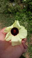 Hibiscus vitifolius L.的圖片