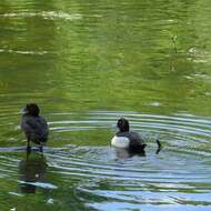 Image of Tufted Duck