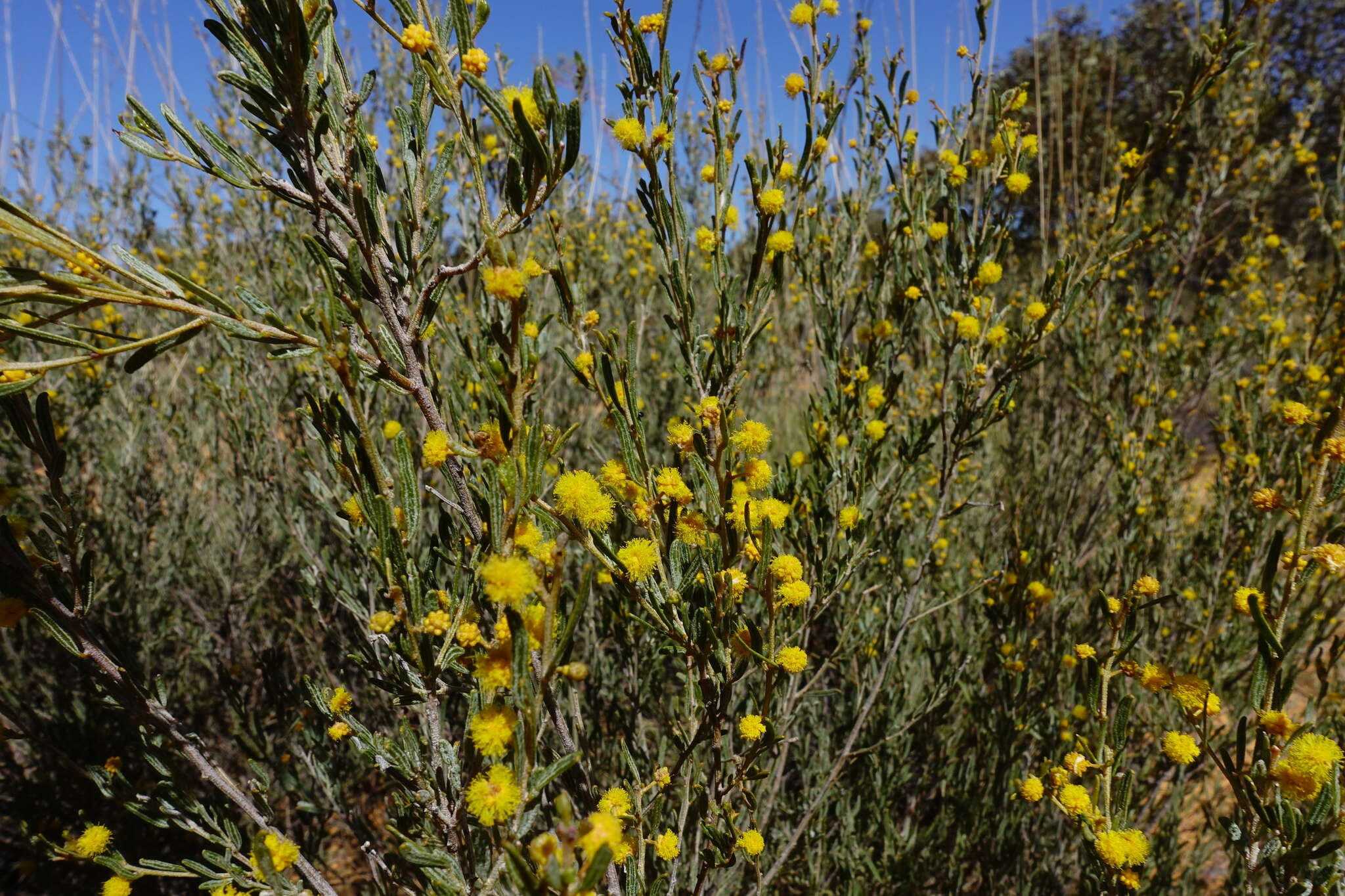 Imagem de Acacia wilhelmiana F. Muell.