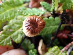 Imagem de Rhizomarasmius epidryas (Kühner ex A. Ronikier) A. Ronikier & Ronikier 2011