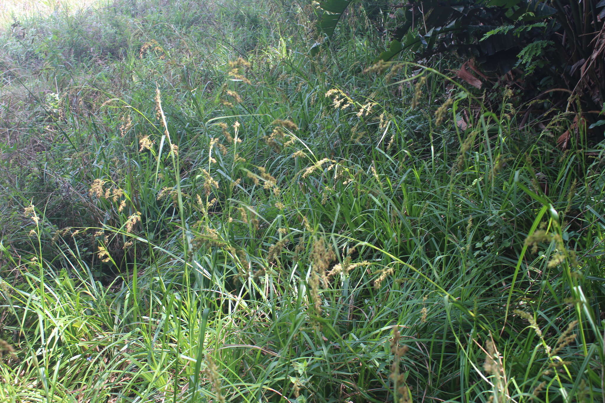Image of Carex zuluensis C. B. Clarke
