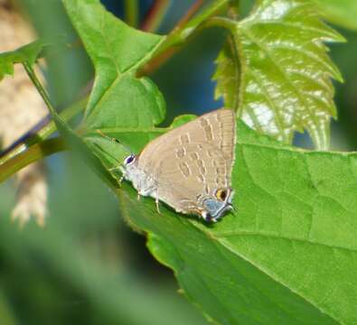 Image of hickory hairstreak