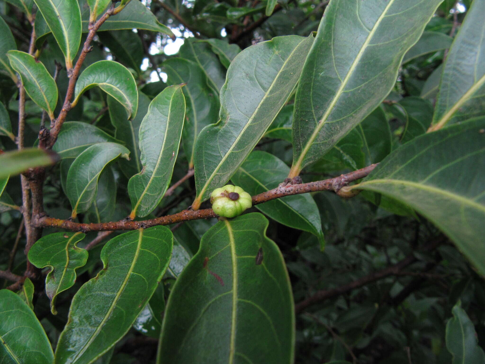 صورة Phyllanthus hohenackeri Müll. Arg.