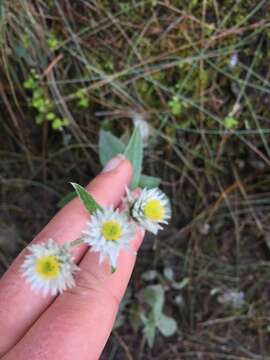 Image of Three-nerved Pearly Everlasting