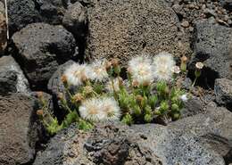 Imagem de Tetramolopium humile subsp. haleakalae T. K. Lowrey