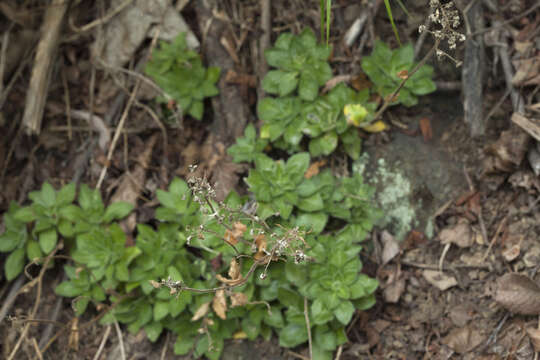 Sivun Draba sachalinensis (F. Schmidt) F. Schmidt kuva