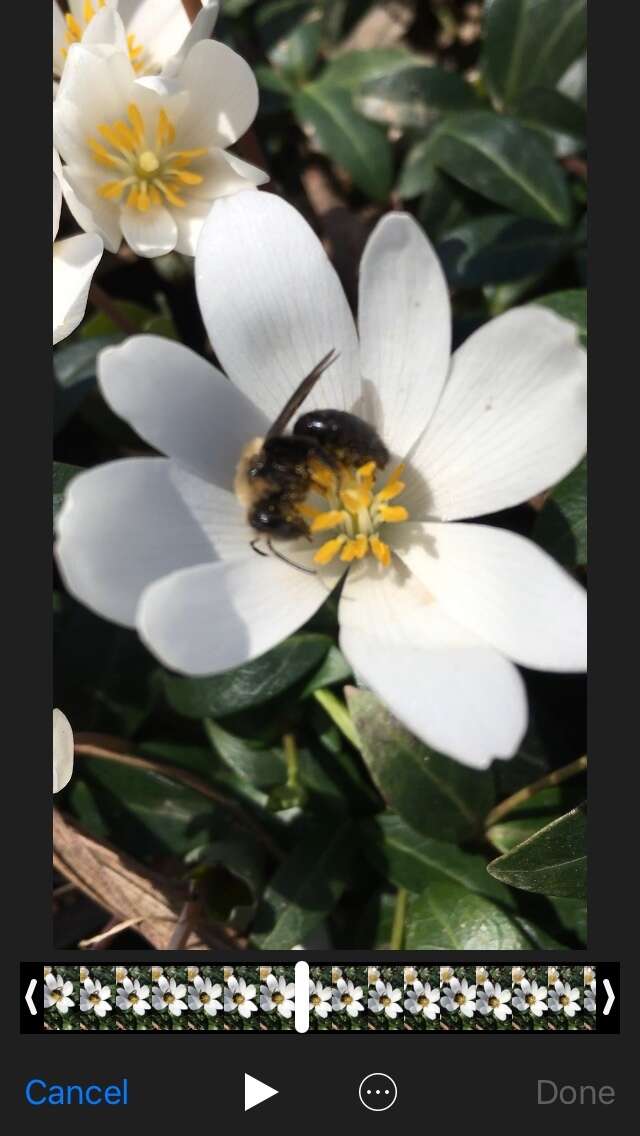 Imagem de Andrena carlini Cockerell 1901