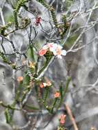 Image of Baeckea brevifolia (Rudge) DC.