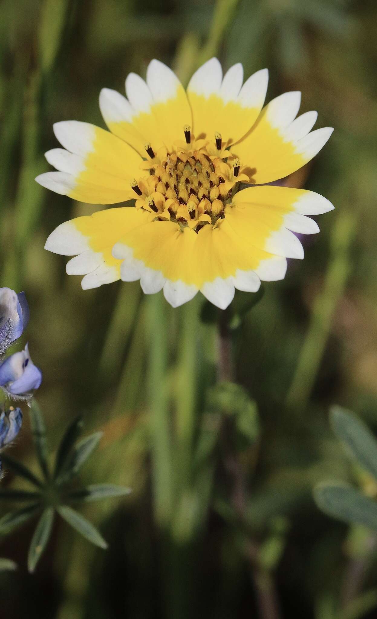 Слика од Layia chrysanthemoides (DC.) A. Gray