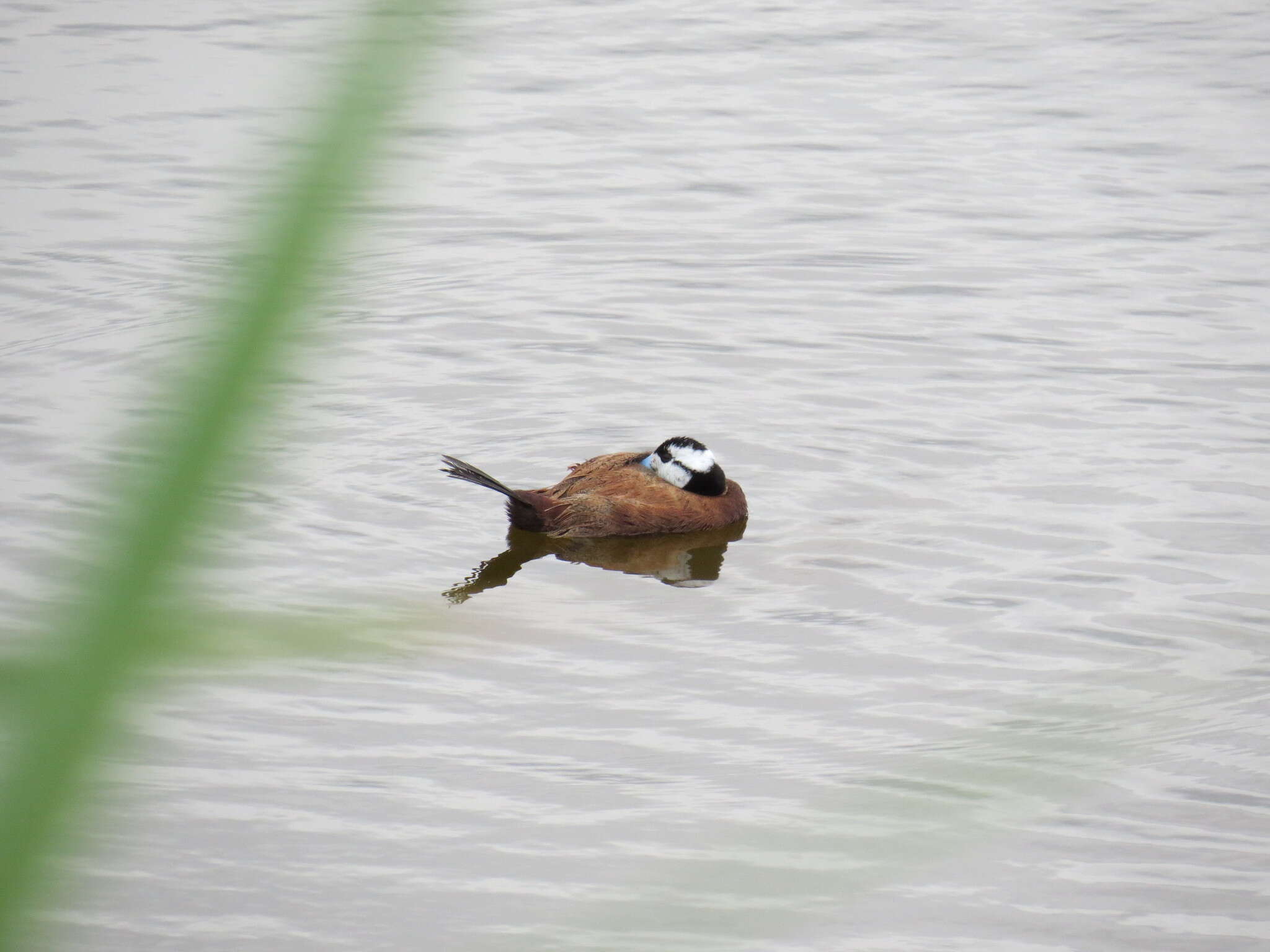 Image of White-headed Duck