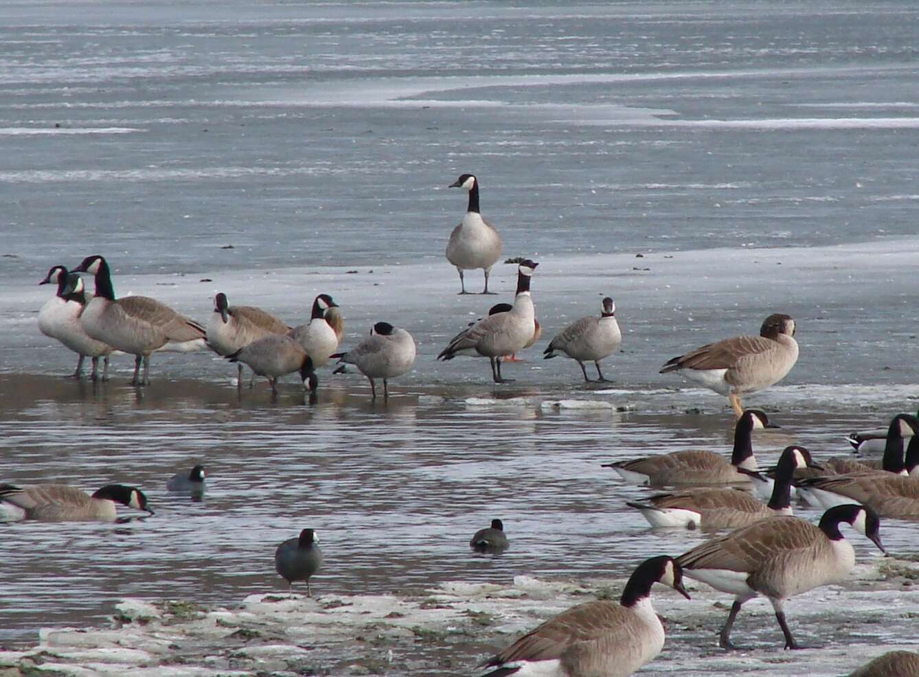 Plancia ëd Branta hutchinsii (Richardson 1832)