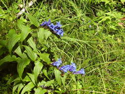 Image of Gentiana asclepiadea L.