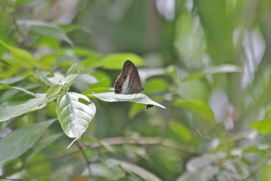 Image of Euptychoides nossis Hewitson 1862