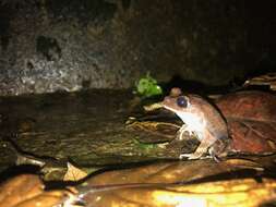 Image of Montane Litter Frog