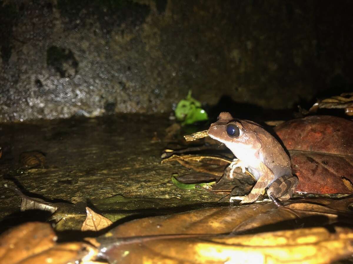 Image of Montane Litter Frog