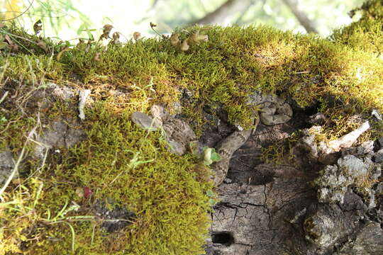 Crotalus lepidus maculosus Tanner, Dixon & Harris 1972 resmi