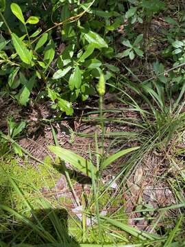 Image of Chapman's Fringed Orchid