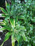 Image of large-leaved dragon tree