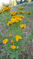 Image of sweetscented marigold